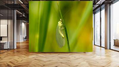 Close up of the Chrysopa, green lacewing, a green insect Wall mural