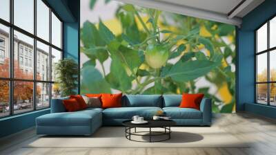 Green tomato growing on plant Wall mural