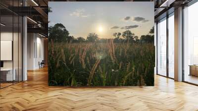 Breathtaking view of Buffel grass seed heads  with bright sun in the background Wall mural