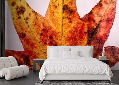 autumn leave close-up with red and yellow colours. white background. Wall mural