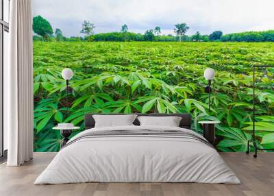 green cassava field Wall mural