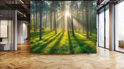 Morning sunrise in forest woods trees nature outdoors outside. Sunlight in beautiful green environment, spring or summer sunshine peak Wall mural