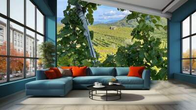 Prosecco vineyard and vines, Italy Wall mural