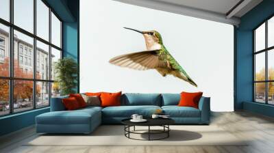 Female ruby throated hummingbird flying isolated on a white background. Wall mural