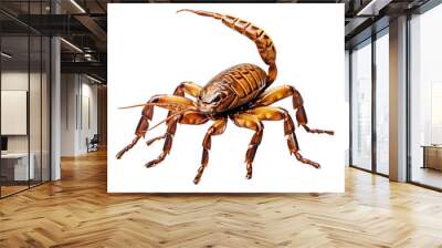 scorpion isolated on white Wall mural