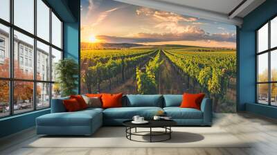 Extra wide panoramic shot of a summer vineyard shot at sunset. Top view. Wall mural