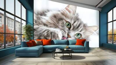 Funny large longhair gray kitten with beautiful big green eyes lying on white table. Lovely fluffy cat licking lips. Wall mural