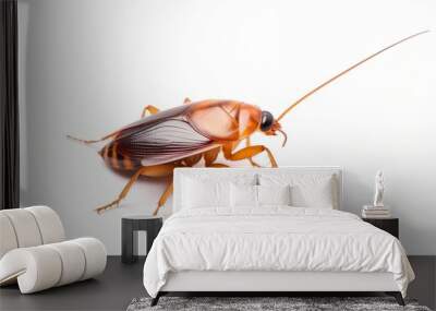 cockroach isolated on solid white background Wall mural