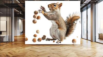 squirrel on a branch isolated on white background Wall mural