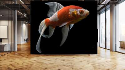 close up of japanese fish with black background. kingyo. goldfish Wall mural