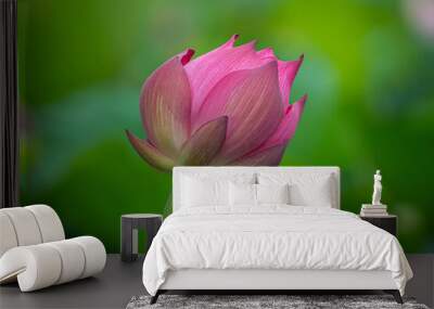 Royalty high quality free stock footage of a lotus flower. The background is the lotus leaf and pink lotus flowers and lotus bud in a pond Wall mural