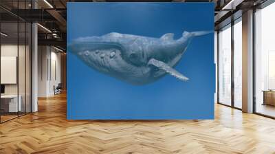 humpback whale swim underwater - 3d rendering Wall mural