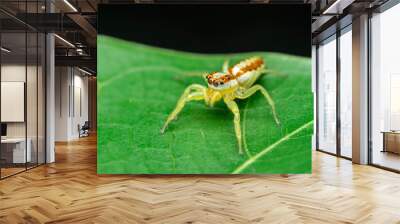 macro of a spider Wall mural