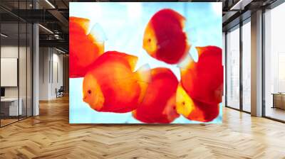 Colorful discus fish in the aquarium. This is a species of ornamental fish used to decorate in the house Wall mural