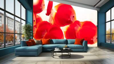 Colorful discus fish in the aquarium. This is a species of ornamental fish used to decorate in the house Wall mural