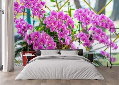 Phalaenopsis orchids flowers bloom in spring lunar new year 2021 adorn the beauty of nature, a rare wild orchid decorated in tropical gardens  Wall mural