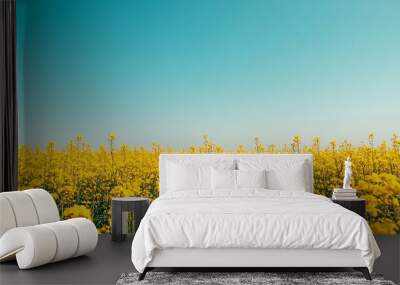 A large field of blooming mustard plants glowing in bright yellow
 Wall mural