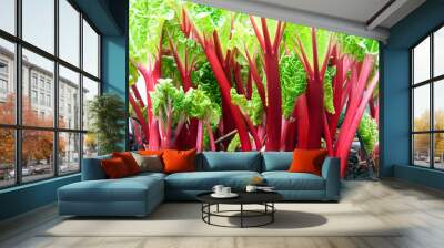 stems of red rhubarb Wall mural