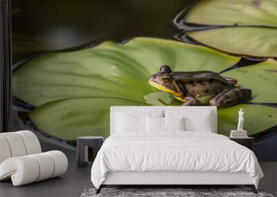 Frog on a lily pad in a pond Wall mural