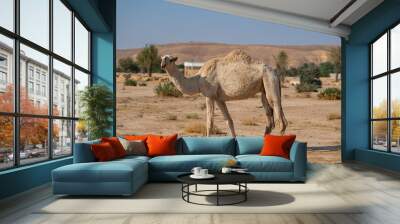 Camel farm at the tuwaiq mountains near Riyadh, Saudi Arabia Wall mural