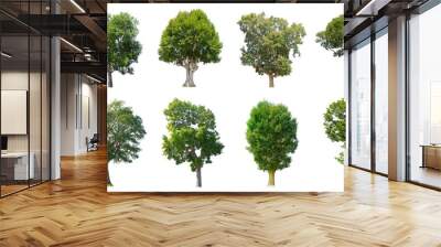 Collection Trees isolated on white background Wall mural