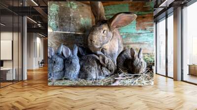 rabbit with baby rabbits in the hay Wall mural