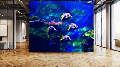 Sea Life in Aquarium Coral and fish. Wonderful and beautiful underwater world Wall mural