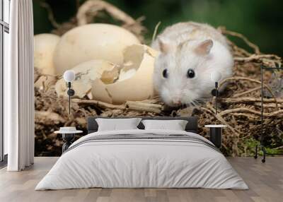 A Campbell dwarf hamster is foraging around a domestic chicken nest. This rodent has the scientific name Phodopus campbelli. Wall mural