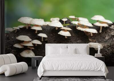 A collection of wild mushrooms of the type Lentinus sp that thrives on rotting tree trunks. This mushroom is safe for human consumption.  Wall mural