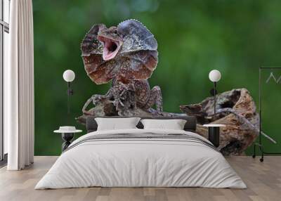 A frilled dragon (Chlamydosaurus kingii) is developing its neck to frighten other approaching animals. Wall mural