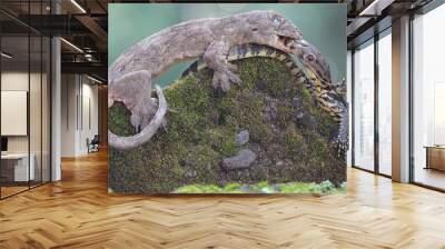 A Halmahera giant gecko (Gehyra marginata) is fighting a young monitor lizard (Varanus salvator). The battle between these two predators was won by the Halmahera giant gecko.  Wall mural