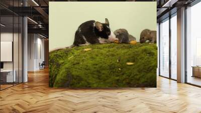 A pair of adult mice were looking for food on a moss-covered rock with their babies. This rodent mammal has the scientific name Mus musculus. Wall mural