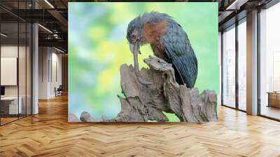 A young chestnut-breasted malkoha is preying on a large earthworm. This beautifully colored bird has the scientific name Phaenicophaeus curvirostris. Wall mural