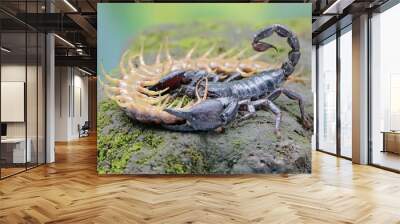 An Asian forest scorpion is ready to prey on a centipede (Scolopendra morsitans) in a pile of dry leaves. This stinging animal has the scientific name Heterometrus spinifer.
 Wall mural