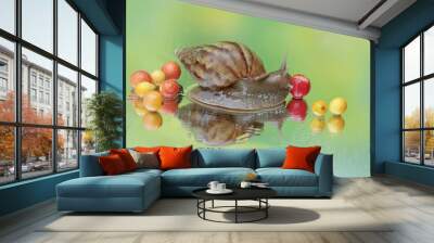 An escargot is eating the fruit of a wild plant that fell to the ground. This mollusk has the scientific name Achatina fulica. Wall mural