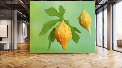 The beauty of ripe balsam pear fruit with a bright yellow color. This plant has the scientific name Momordica balsamina. Wall mural