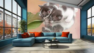 The cute and adorable appearance of a number of baby cats. This mammal, which is often used as a pet, has the scientific name Felis catus. Wall mural