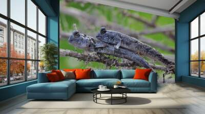 Two barred mudskippers resting on a weathered tree trunk on the edge of the beach estuary. This fish, which is mostly done in the mud, has the scientific name Periophthalmus argentilineatus. Wall mural