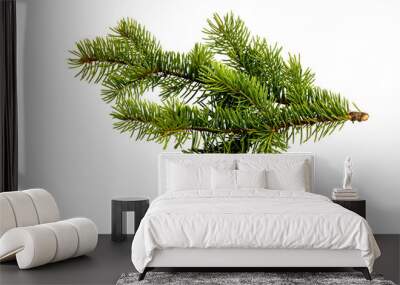 fir tree branch isolated on white Wall mural