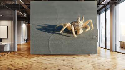 marine crab on beach Wall mural