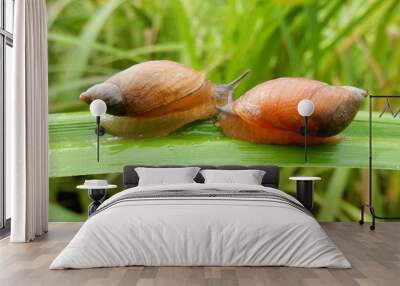 Two snails sit opposite each other on a long leaf of sedge against the grass Wall mural