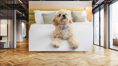 Friendly dog is playing on the bed in hotel room Wall mural