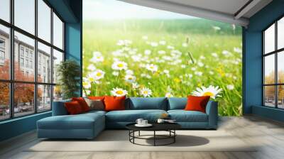 field of daisy flowers Wall mural