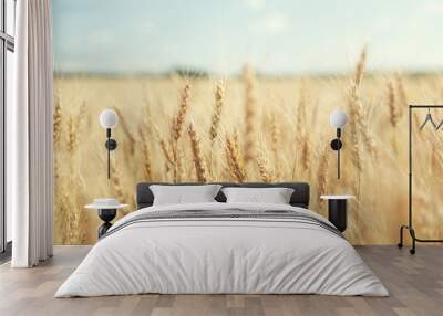 golden wheat field and sunny day Wall mural