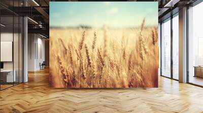 golden wheat field and sunny day Wall mural