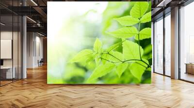 green leaves in deep forest Wall mural