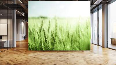 green wheat field and sunny day Wall mural