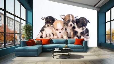 puppies on white background Wall mural