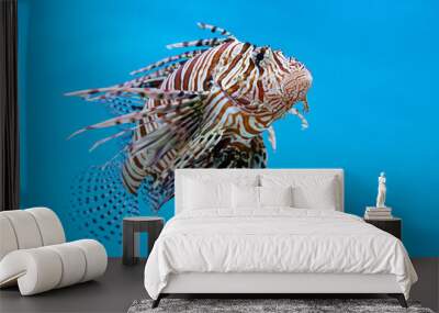 Lionfish, Zebrafish, Turkeyfish, Firefish, Butterfly-cods (Pterois sp.) a venomous marine fish on blue background Wall mural