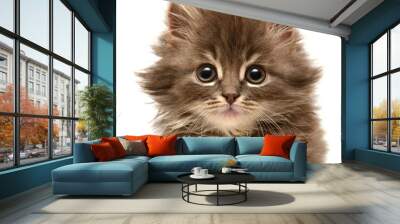 Beautiful persian little kitten Wall mural